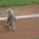 Illustration for article titled Idiot Squirrel On The Field Successfully Invades Consecutive Twins Games